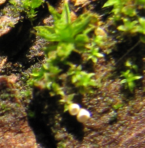 Leucoscypha leucotricha vs. Rimbachia neckerae